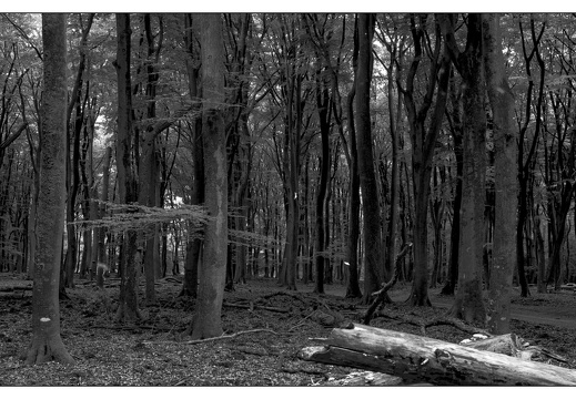 20250627-GSW690-Tmax100-Vierhouten-108