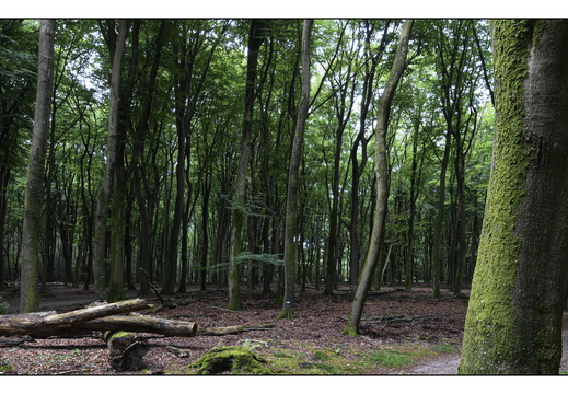 20250627-Vierhouten-Beuken-201