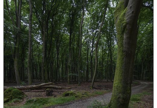 20250627-Vierhouten-Beuken-202