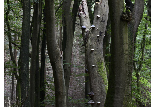 20250627-Vierhouten-Beuken-203