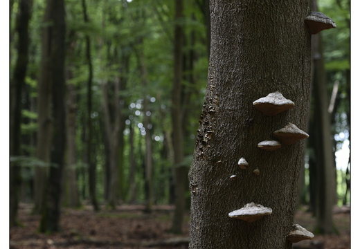 20250627-Vierhouten-Beuken-204