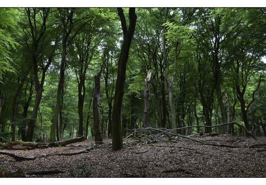 20250627-Vierhouten-Beuken-210