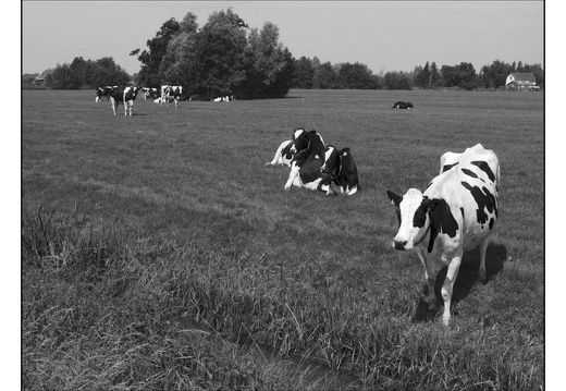 20250809-OM4-50mm1.2-PanF-Fietsen-118