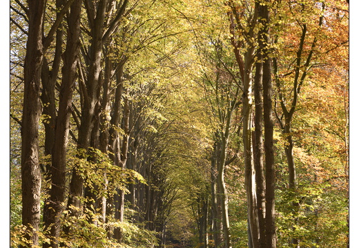 20251108-Corversbos-101