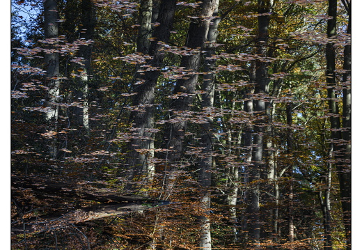 20251108-Corversbos-102