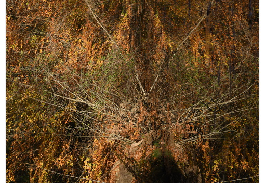 20251108-Corversbos-104