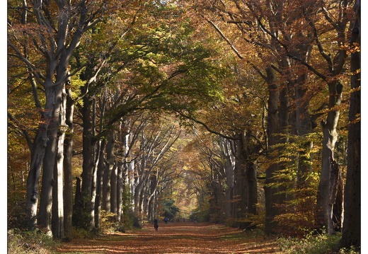 20251108-Corversbos-108