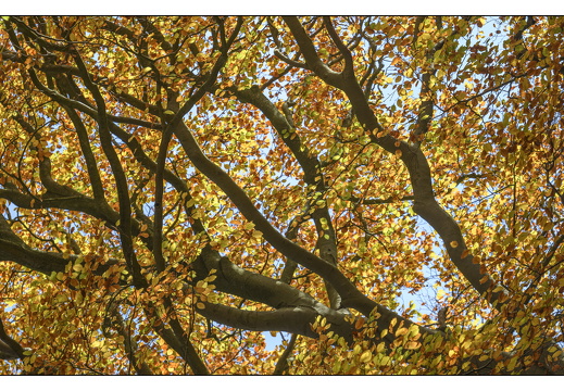 20251108-Corversbos-110