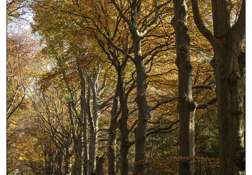 20251108-Corversbos-111