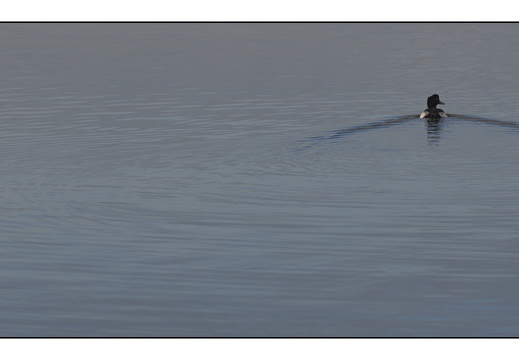 20251108-Loosdrecht-101