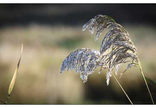 20251108-Vechtstreek-106