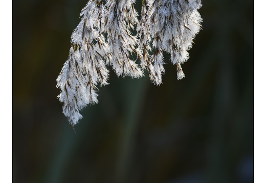 20251108-Vechtstreek-107