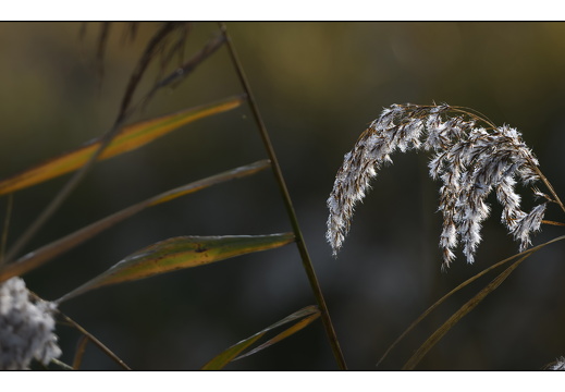 20251108-Vechtstreek-108