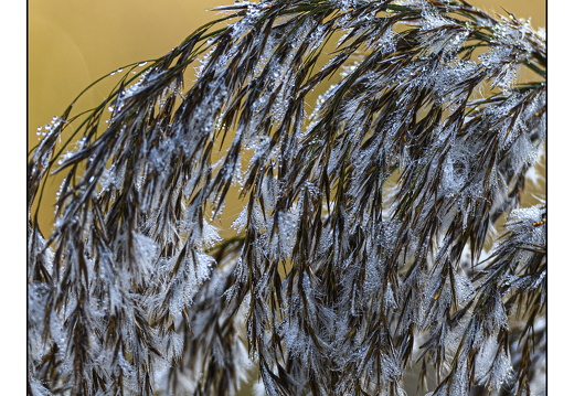 20251108-Vechtstreek-109