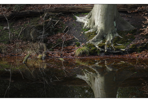 20251221-Corversbos-102