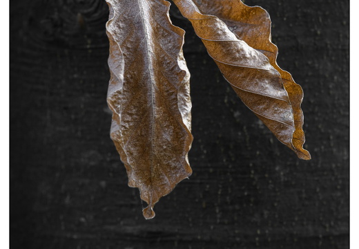 20251221-Corversbos-103