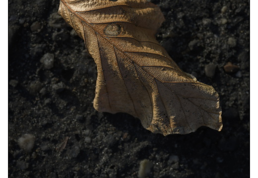 20251221-Corversbos-105