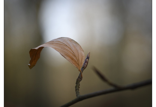 20251221-Corversbos-107