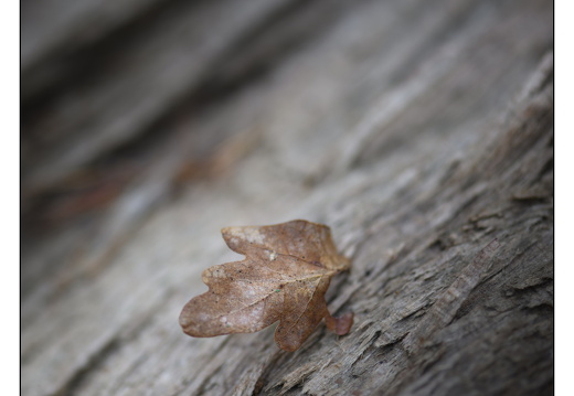 20251221-Corversbos-110