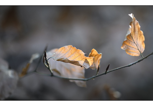 20251221-Corversbos-112