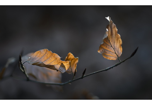 20251221-Corversbos-113