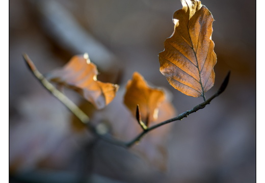 20251221-Corversbos-114