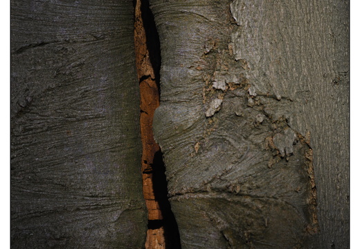 20251221-Corversbos-115