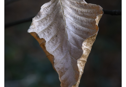 20251221-Corversbos-116