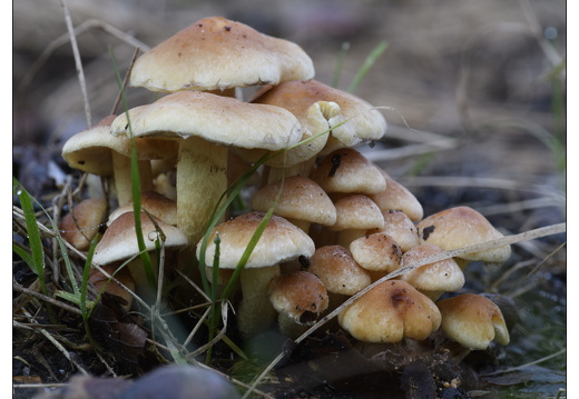 20251221-Corversbos-117