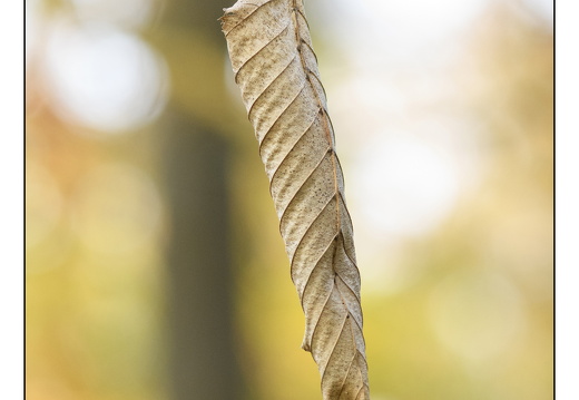 20251221-Corversbos-119