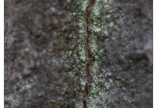 20251221-Corversbos-120