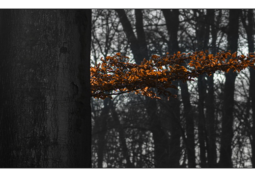 20251221-Corversbos-121