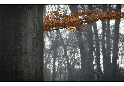 20251221-Corversbos-122