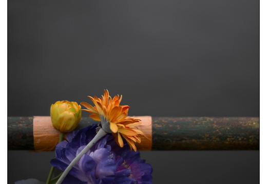 20251227-Amsterdam-120