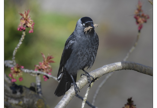 20260406-Kauwtje-101