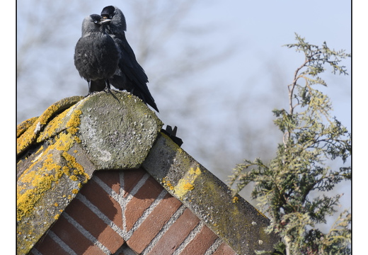 20260406-Kauwtje-102