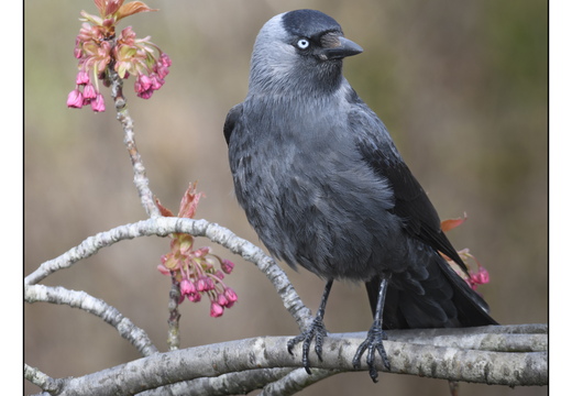 20260406-Kauwtje-103