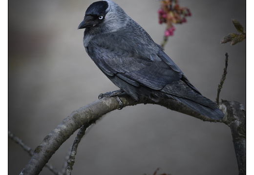 20260406-Kauwtje-104