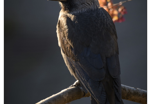 20260409-Kauwtje-101