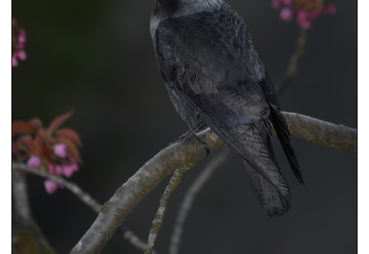 20260409-Kauwtje-102