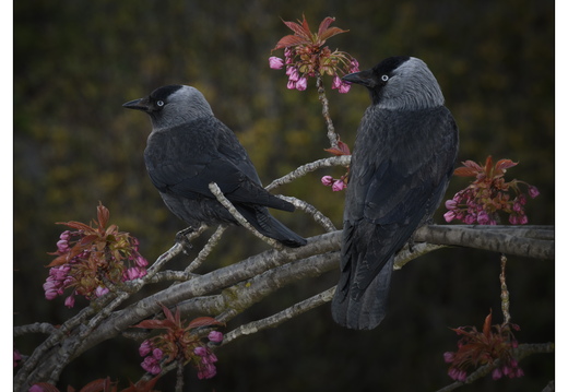 20260409-Kauwtje-103