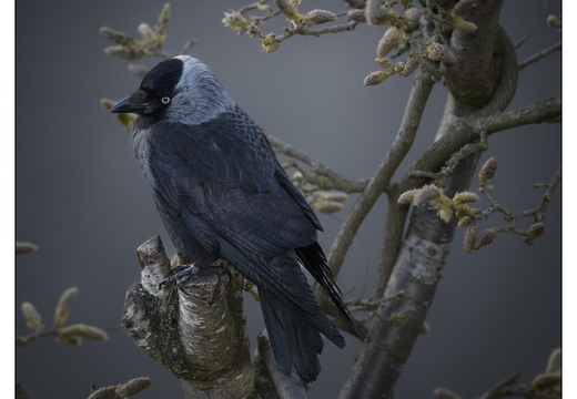 20260409-Kauwtje-104