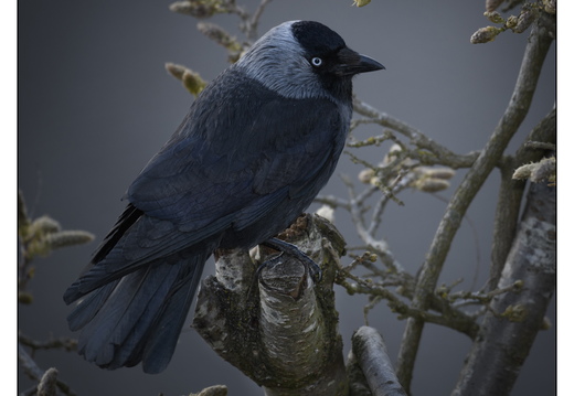 20260409-Kauwtje-105