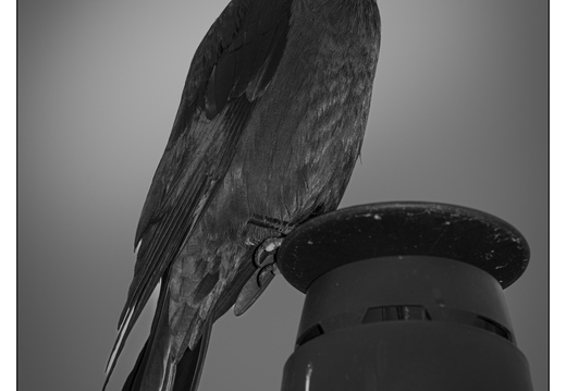 20260409-Kauwtje-106