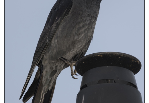 20260409-Kauwtje-107