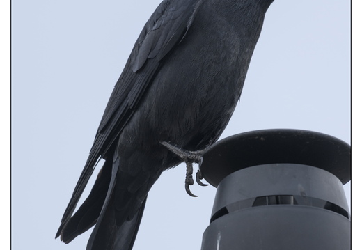 20260409-Kauwtje-108