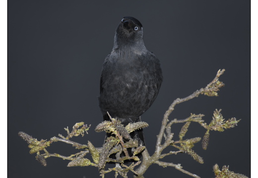 20260409-Kauwtje-109