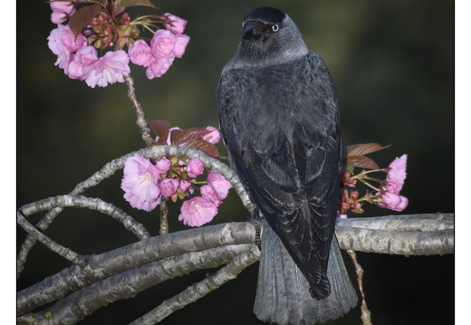 20260409-Kauwtje-110