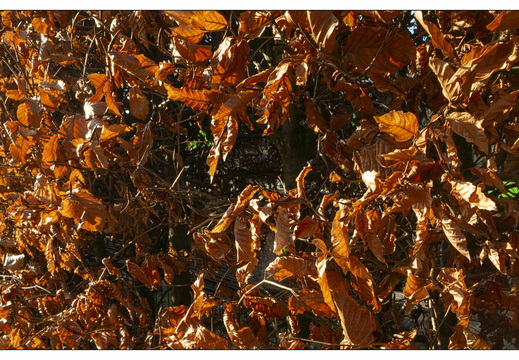 20260124-Vechtstreek-114