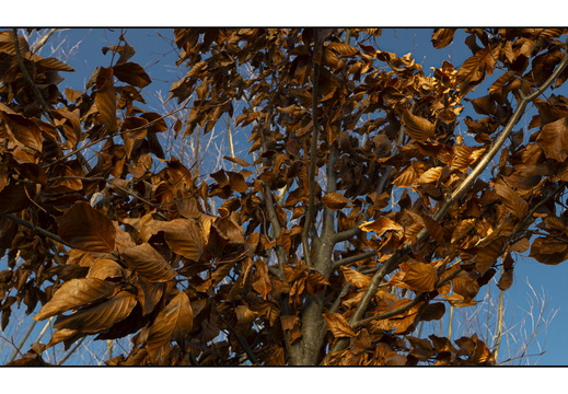 20260124-Vechtstreek-120